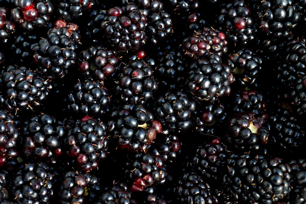 Fresh blackberries warm from the sun