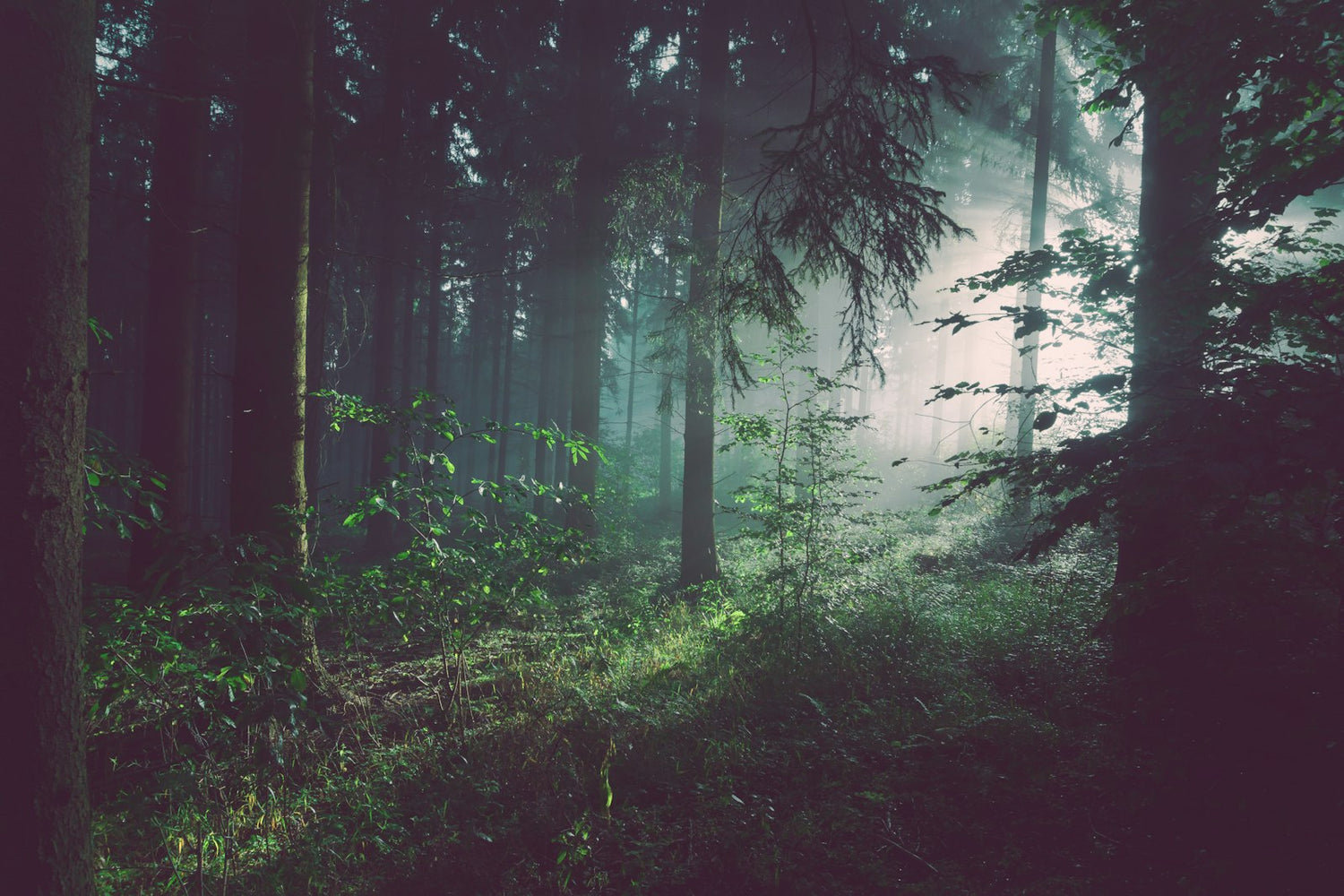 Evergreen forest trail, Pacific Northwest