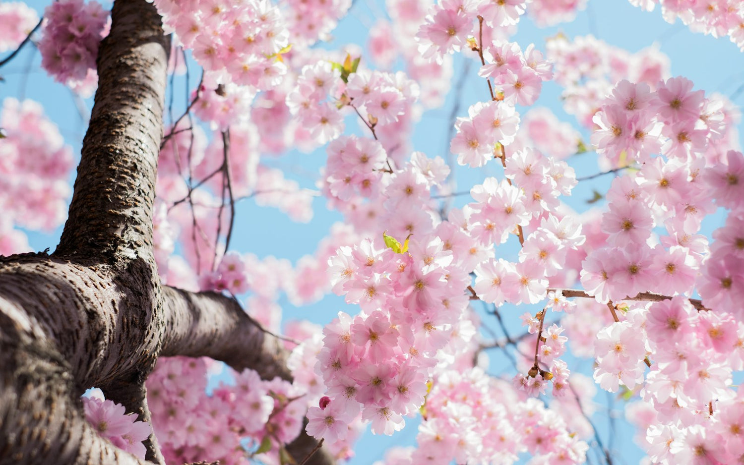Spring blossoms on a branch, Georgia