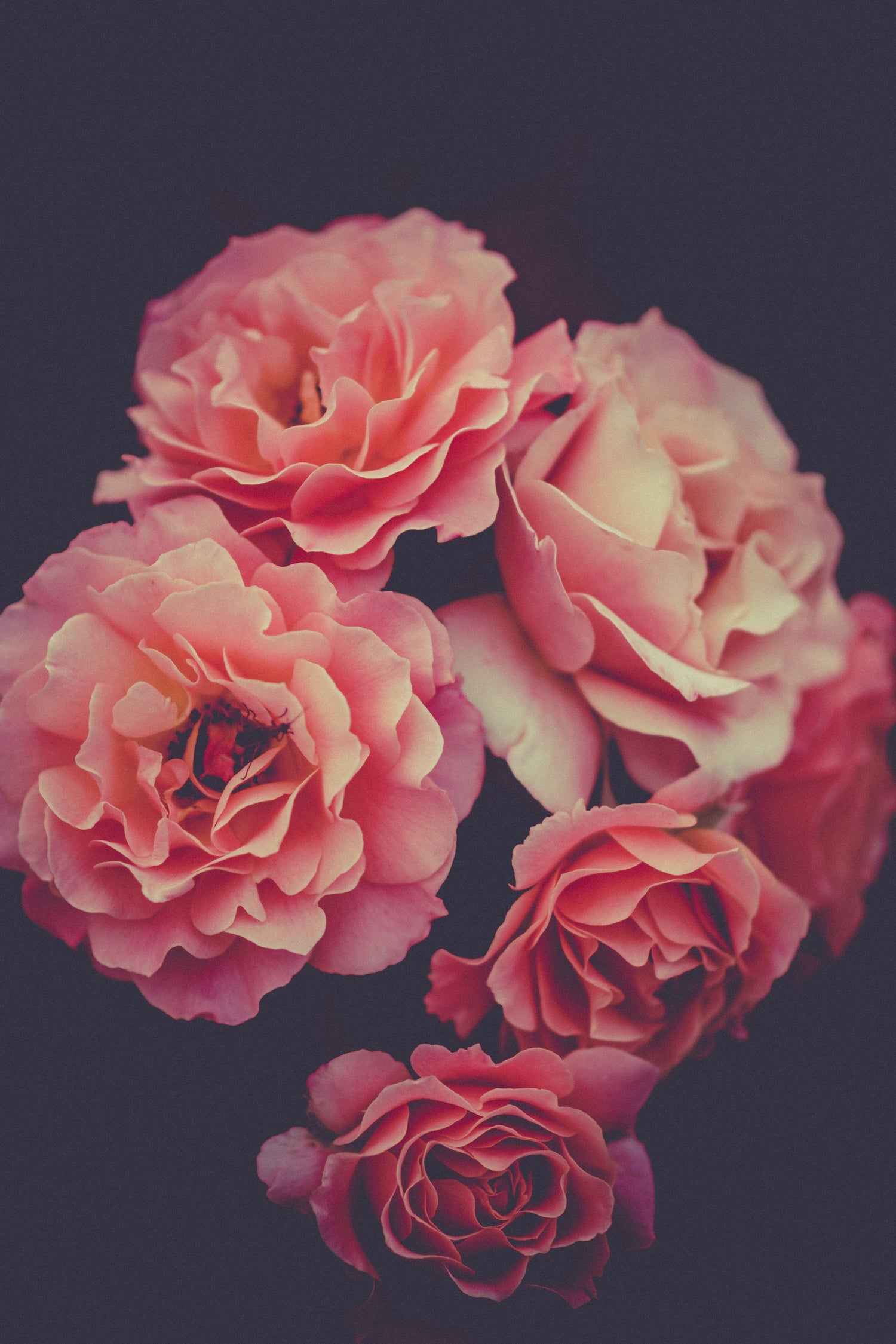 Soft pink garden roses in bloom