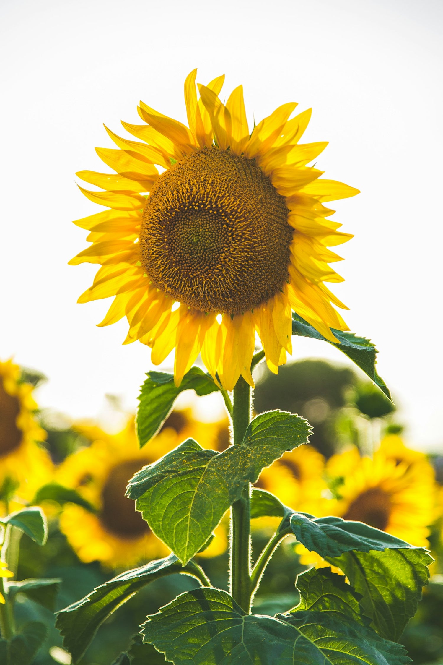 Sunflower in a summer field, Texas